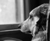 Pets podem sofrer com ansiedade: saiba como reconhecer os sinais e o que fazer - Jornal da Franca