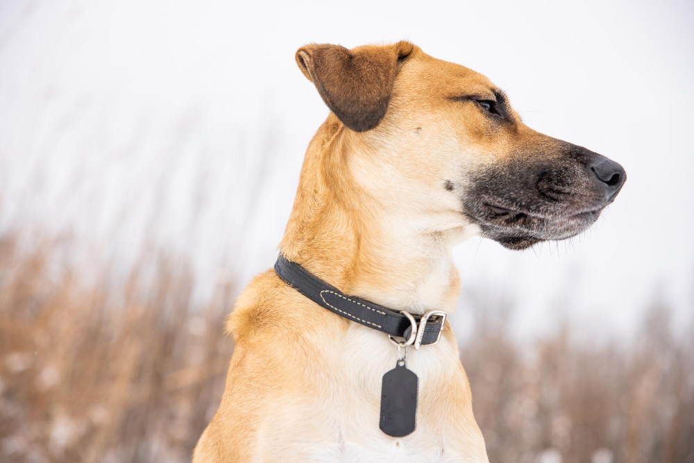 Como encontrar o seu cachorro perdido? Veja sete dicas que podem ajudar
