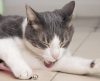 Vinagre funciona para matar pulgas de gatos? Especialistas dizem se método é seguro - Jornal da Franca