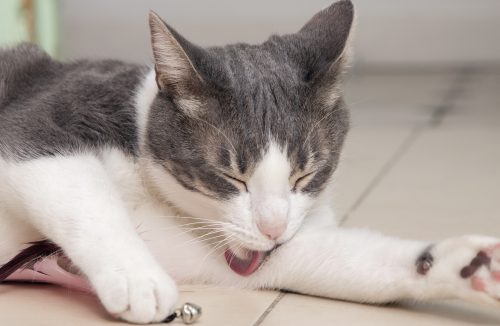 Vinagre funciona para matar pulgas de gatos? Especialistas dizem se método é seguro - Jornal da Franca