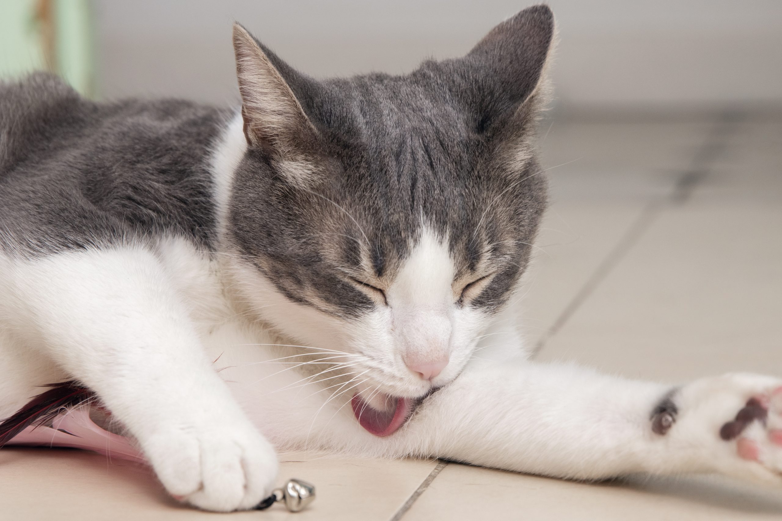 É normal gatos vomitarem bolas de pelos? Veja explicação de especialista!