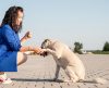 Tutoriais ensinam como adestrar o seu cachorro em casa de um jeito mais fácil - Jornal da Franca