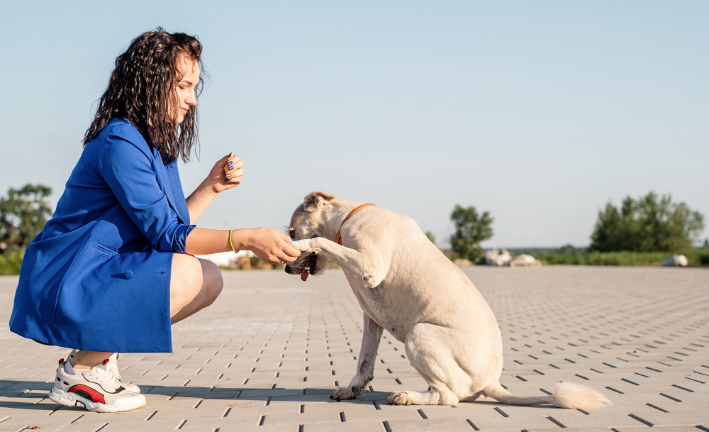 Tutoriais ensinam como adestrar o seu cachorro em casa de um jeito mais fácil