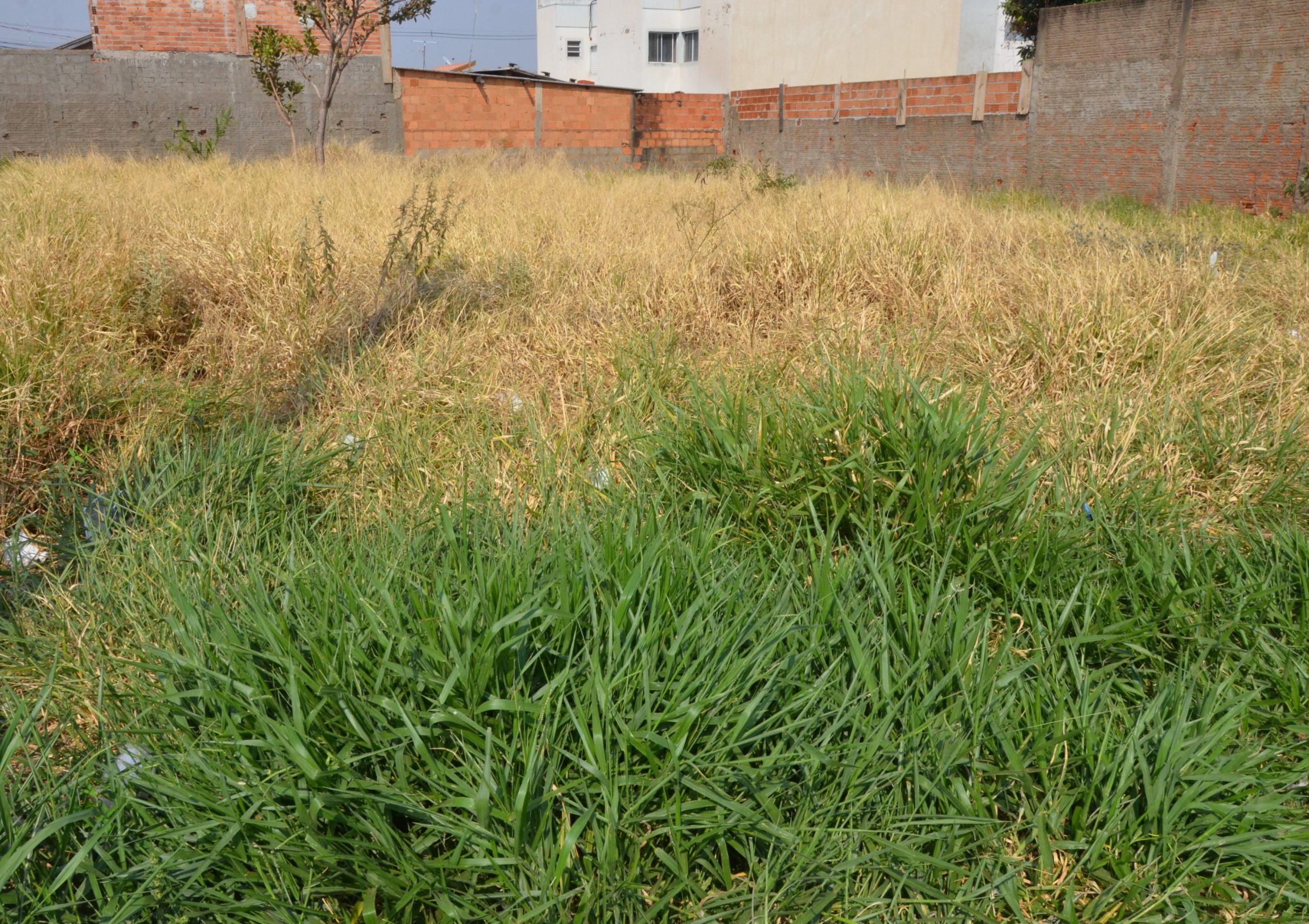 Em Franca, mais de 440 proprietários de terrenos são notificados para limpeza