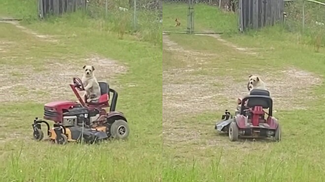 Cachorro assume equipamento para cortar a grama do quintal: viralizou na Internet