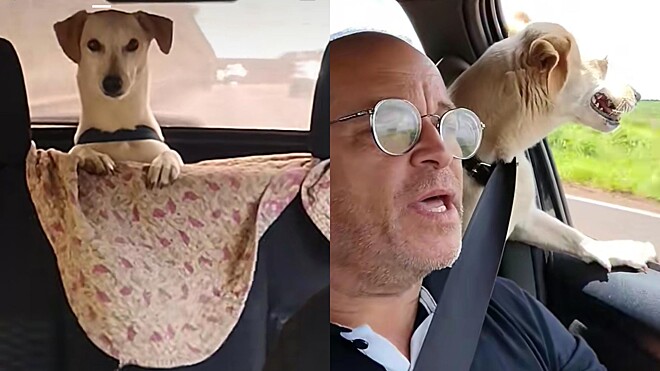 Cachorro se esconde ao passar pela polícia porque estava sem cinto de segurança