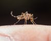 Dengue em criança exige atenção redobrada: descubra como diagnosticar e tratar - Jornal da Franca