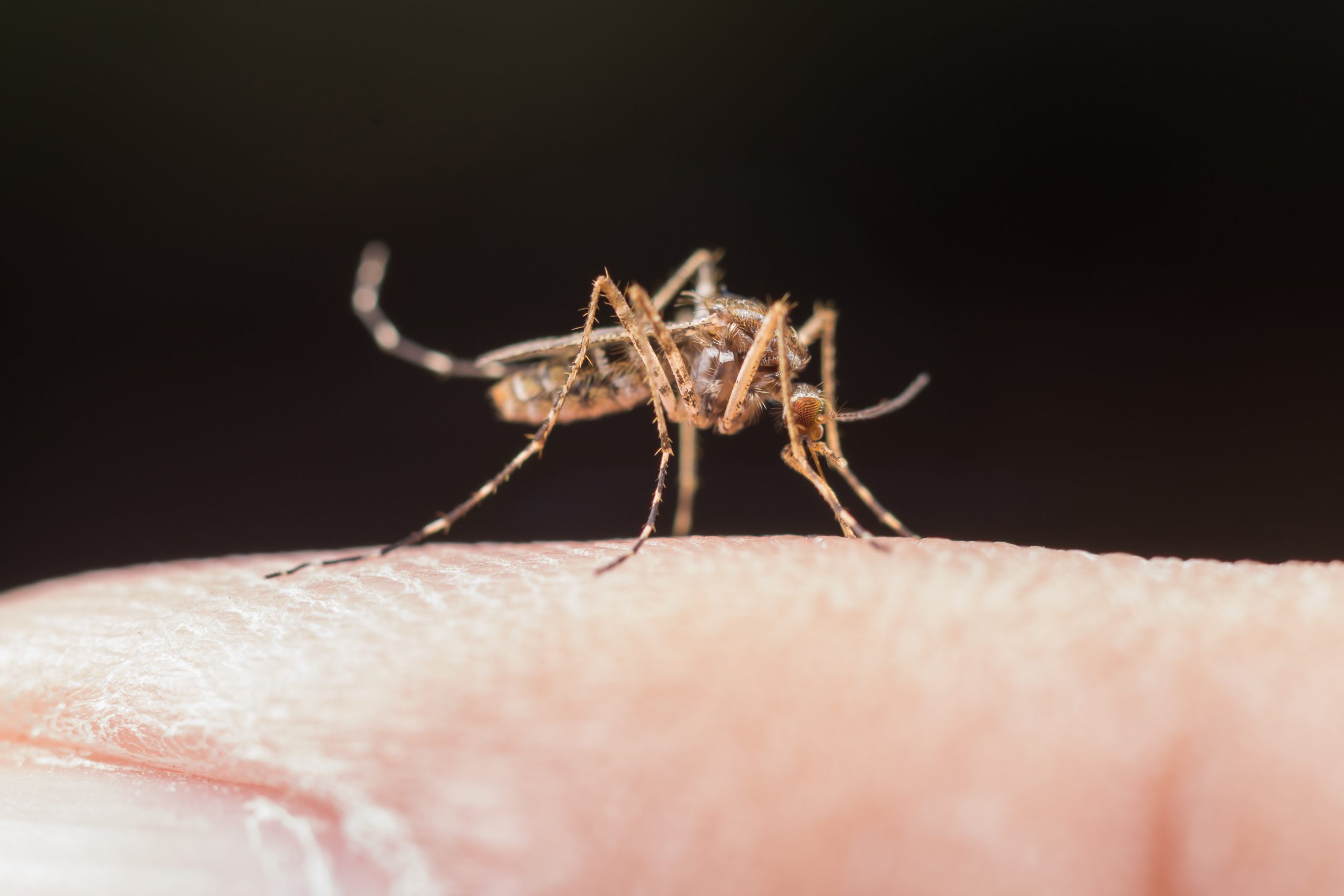 Dengue em criança exige atenção redobrada: descubra como diagnosticar e tratar