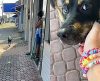 Conheça Benedito, um cãozinho que chega no ‘trabalho’ todos os dias pontualmente - Jornal da Franca