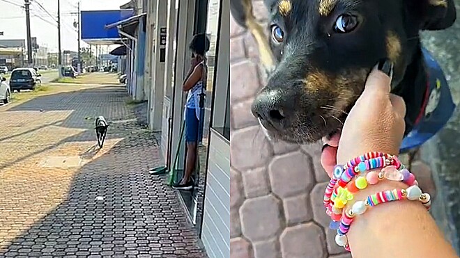 Conheça Benedito, um cãozinho que chega no ‘trabalho’ todos os dias pontualmente