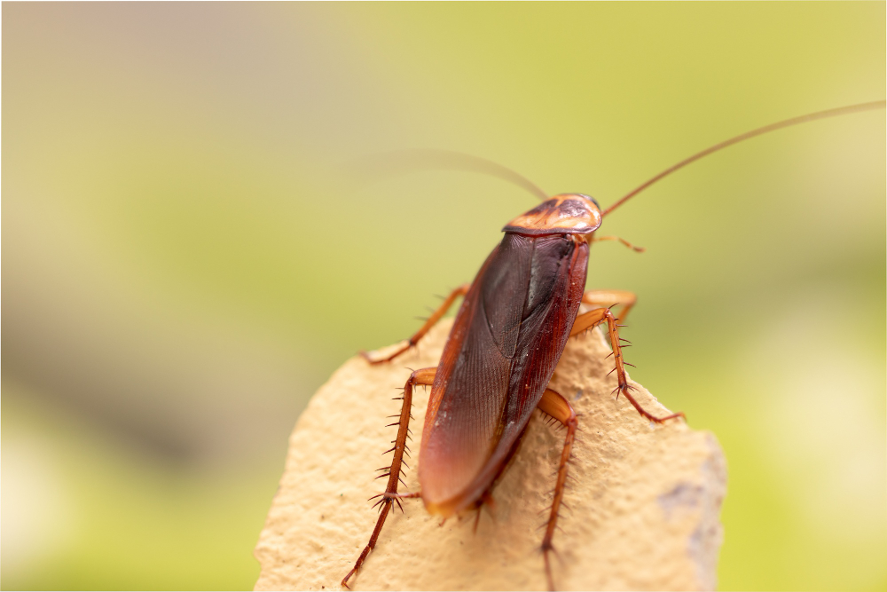 Elas odeiam: coloque as baratas para correr da sua casa apenas com cheiros naturais