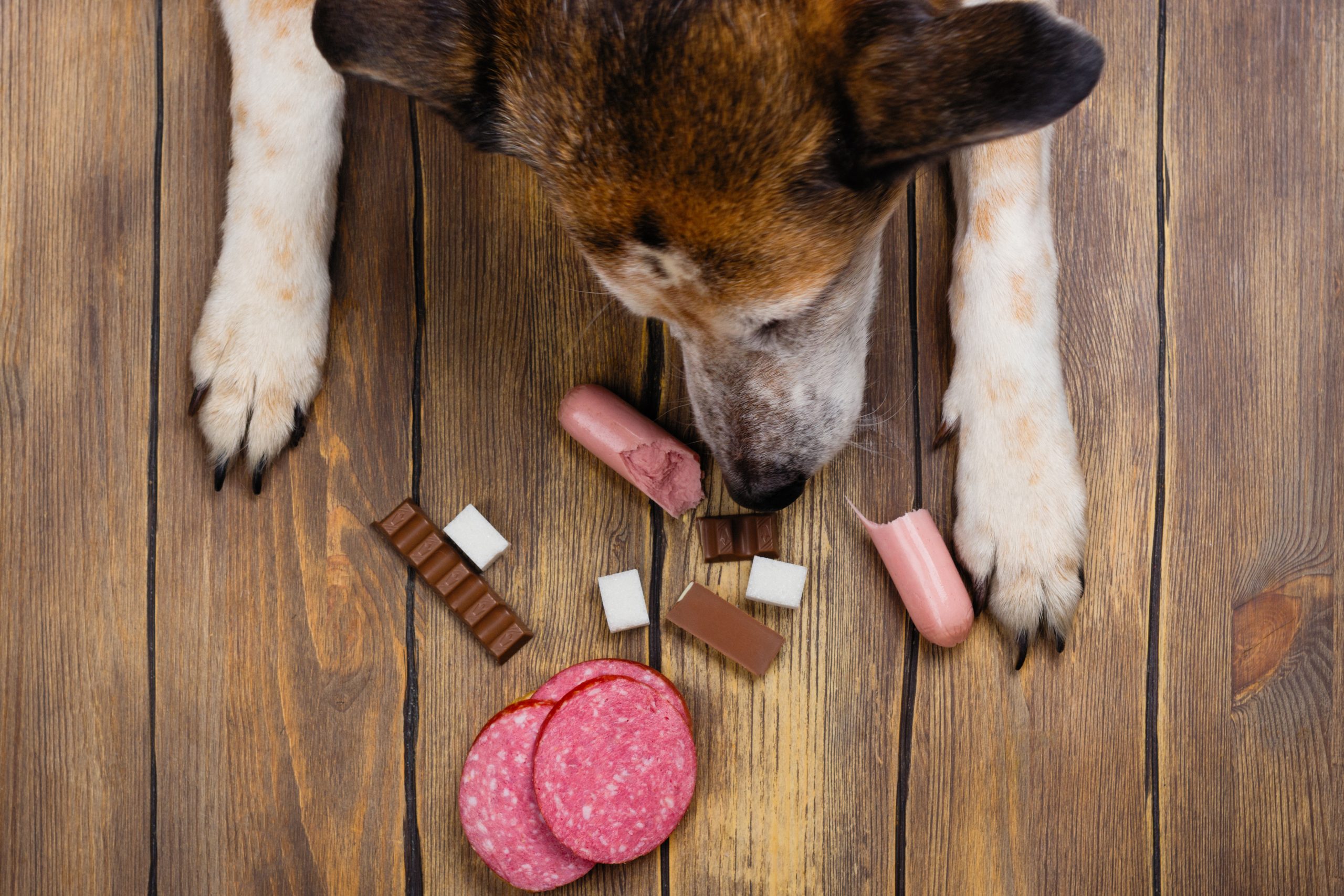 Fique de olho! 5 alimentos que seu pet não pode comer de jeito nenhum!