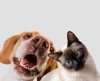 Cachorro ou gato, qual dos dois é o mais inteligente? Descubra agora! - Jornal da Franca
