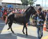 Canil Municipal de Franca realiza 2º leilão de animais do ano - Jornal da Franca
