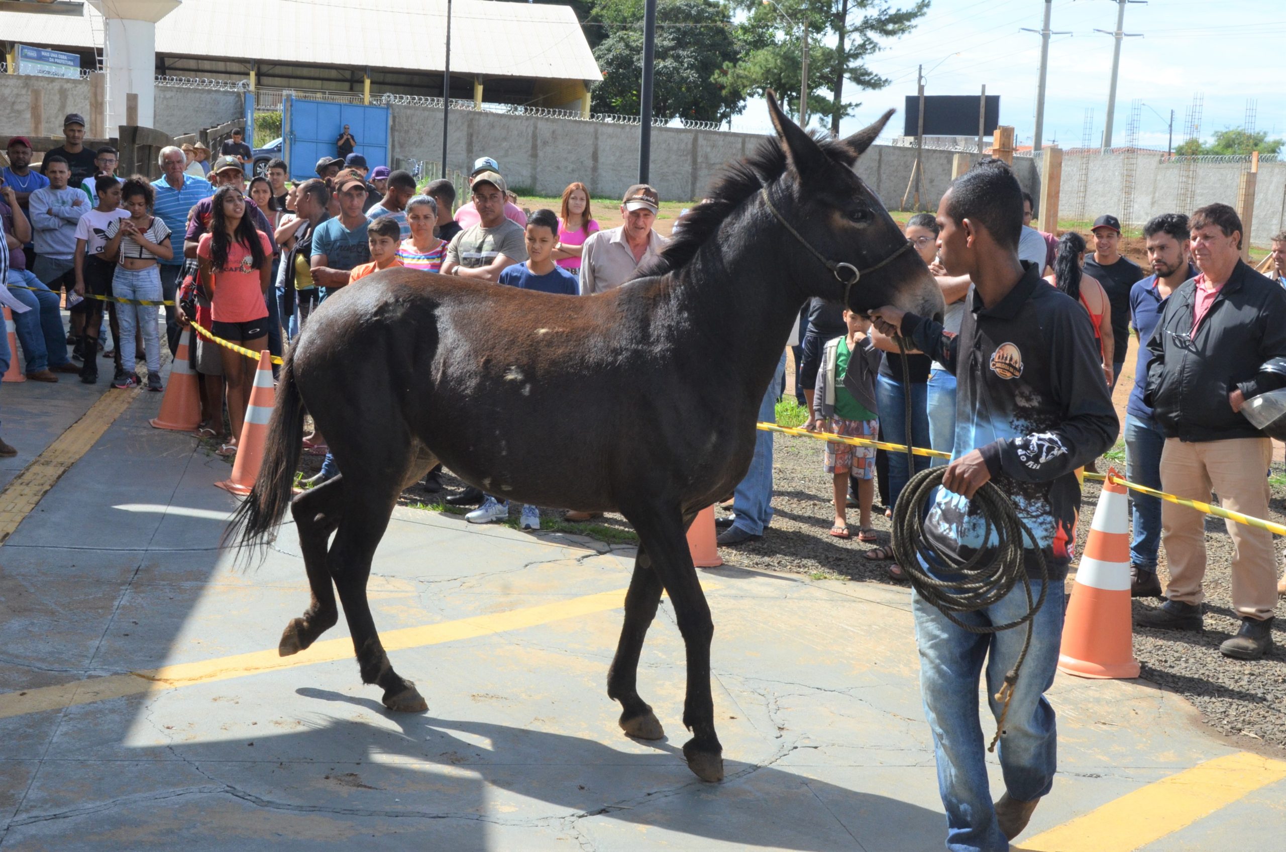 Canil Municipal de Franca realiza 2º leilão de animais do ano