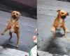 Cão caramelo que vive na rua pula de alegria ao ser alimentado por comerciante - Jornal da Franca