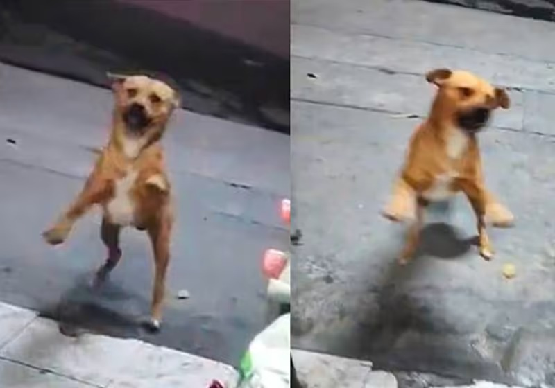 Cão caramelo que vive na rua pula de alegria ao ser alimentado por comerciante