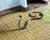 Saiba o que fazer e o que evitar se encontrar uma cobra em casa - Jornal da Franca