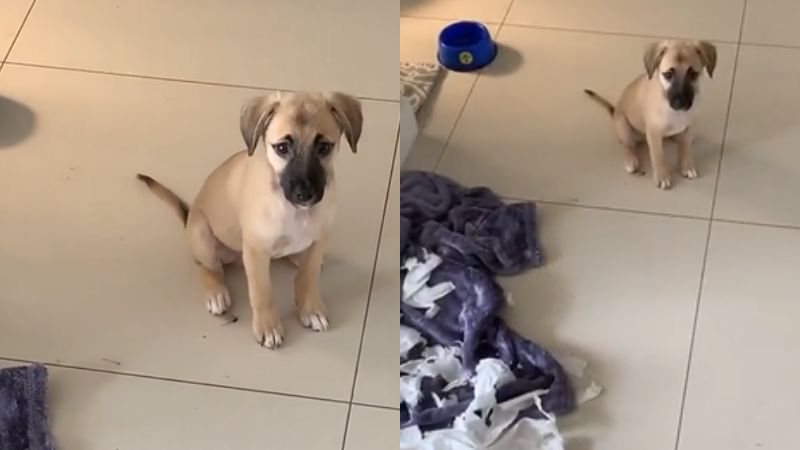 Cachorro faz arte, tenta se safar de bronca da tutora e diverte web; assista