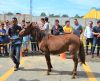 Canil Municipal de Franca realiza segundo leilão de animais nesta quarta-feira, 26 - Jornal da Franca
