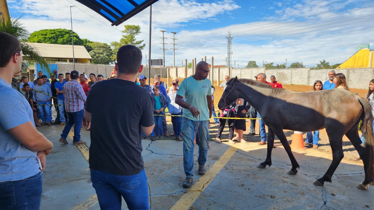 Leilão do Canil Municipal de Franca tem todos os animais arrematados