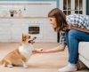 Sabia dessa? 13 formas que os cachorros usam para se comunicar com os seres humanos - Jornal da Franca
