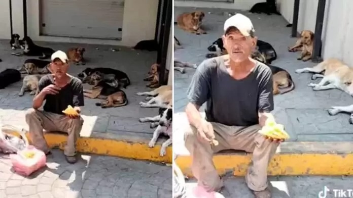 Idoso em situação de rua deixa até de comer para alimentar 60 cachorros. Vídeo