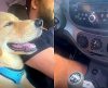 A história do cãozinho exigente, que só viaja de carro com ar-condicionado ligado - Jornal da Franca