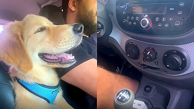 A história do cãozinho exigente, que só viaja de carro com ar-condicionado ligado