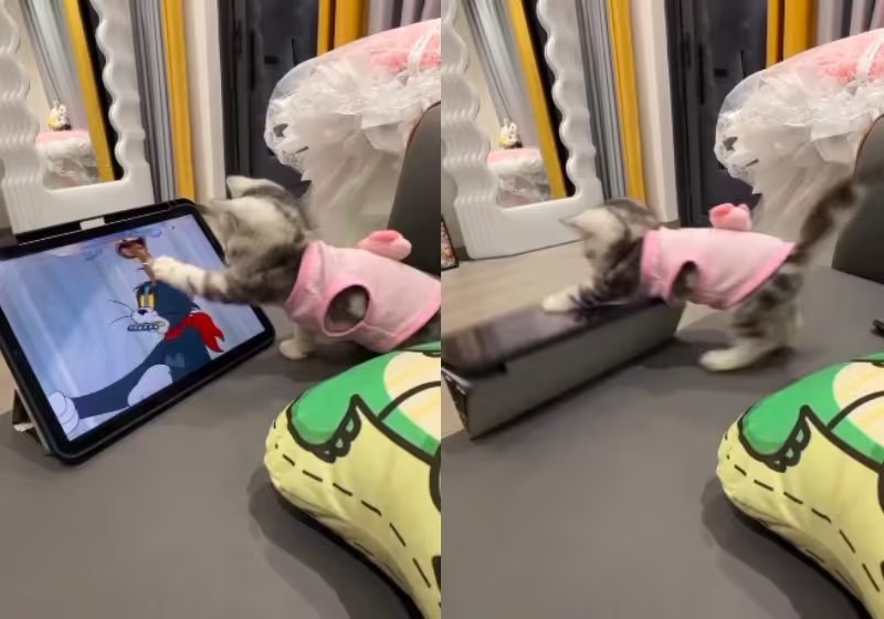 Para tentar salvar o Tom, do desenho Tom & Jerry, gatinho afoito detona o notebook