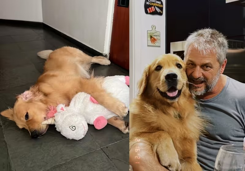 Pai que brigou para não adotar Golden é flagrado mimando o cachorro e… viraliza