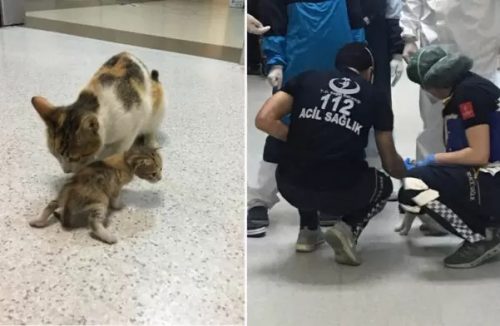 Mãe gata leva filhote doente a hospital e médicos correm para ajudá-la - Jornal da Franca