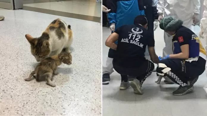Mãe gata leva filhote doente a hospital e médicos correm para ajudá-la