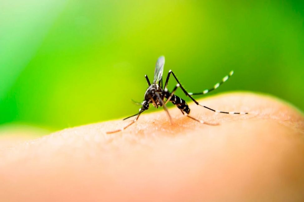 Aumento nos casos de dengue no Estado gera discussão entre deputados de SP