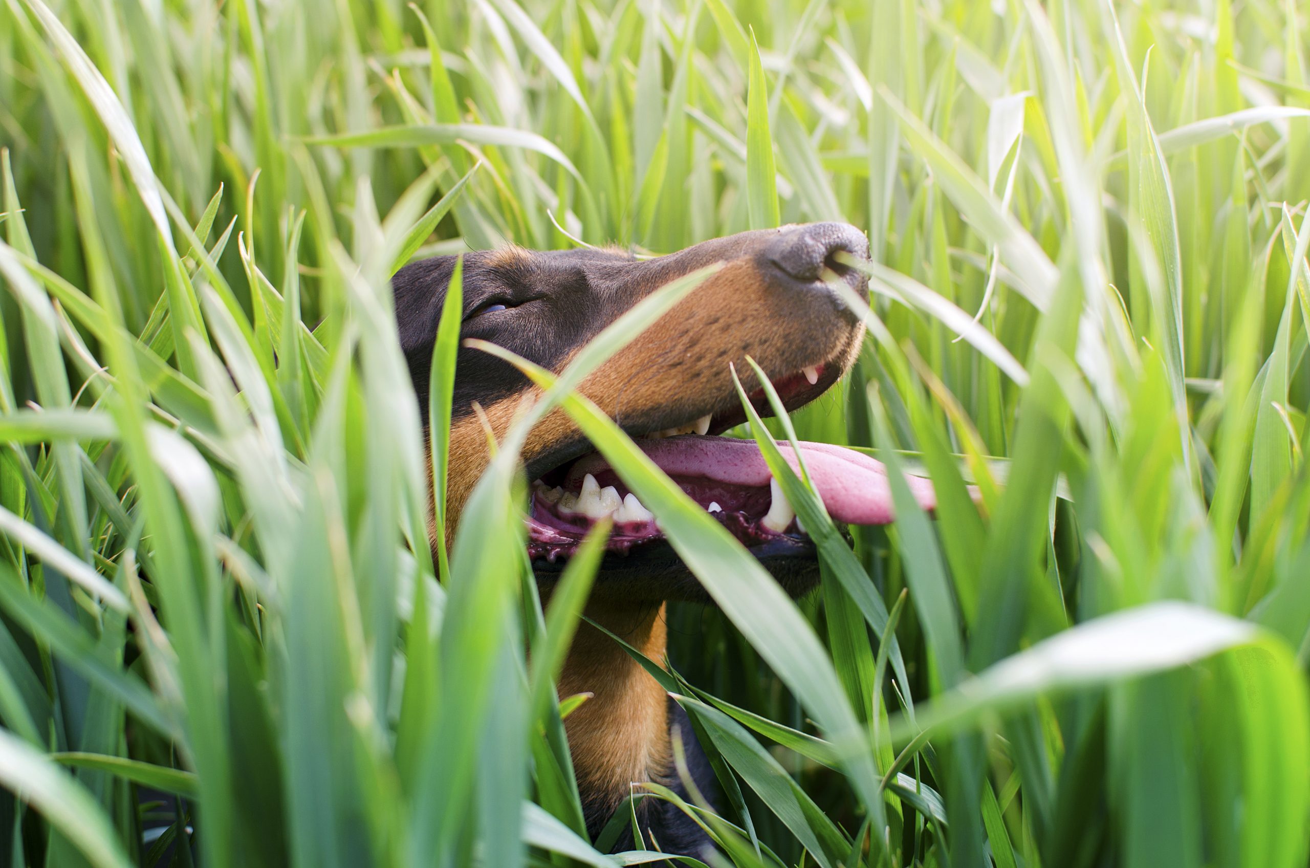 Por que o cachorro come grama? Entenda o que há por trás desse hábito canino!
