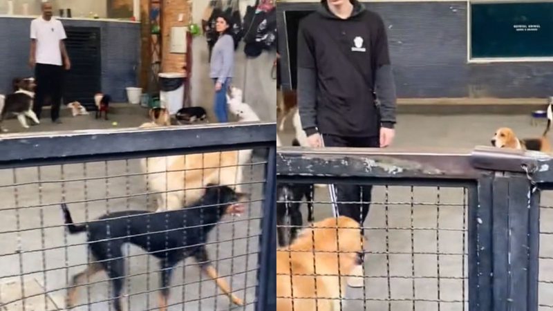 Cachorro tímido é matriculado em creche para fazer amigos e tutora se surpreende