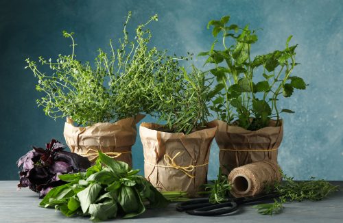 Quer ter uma horta em casa? Veja seis ervas aromáticas ideais para começar! - Jornal da Franca