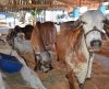 52ª Expoagro: Exposição de animais começa nesta quinta-feira, 18 - Jornal da Franca