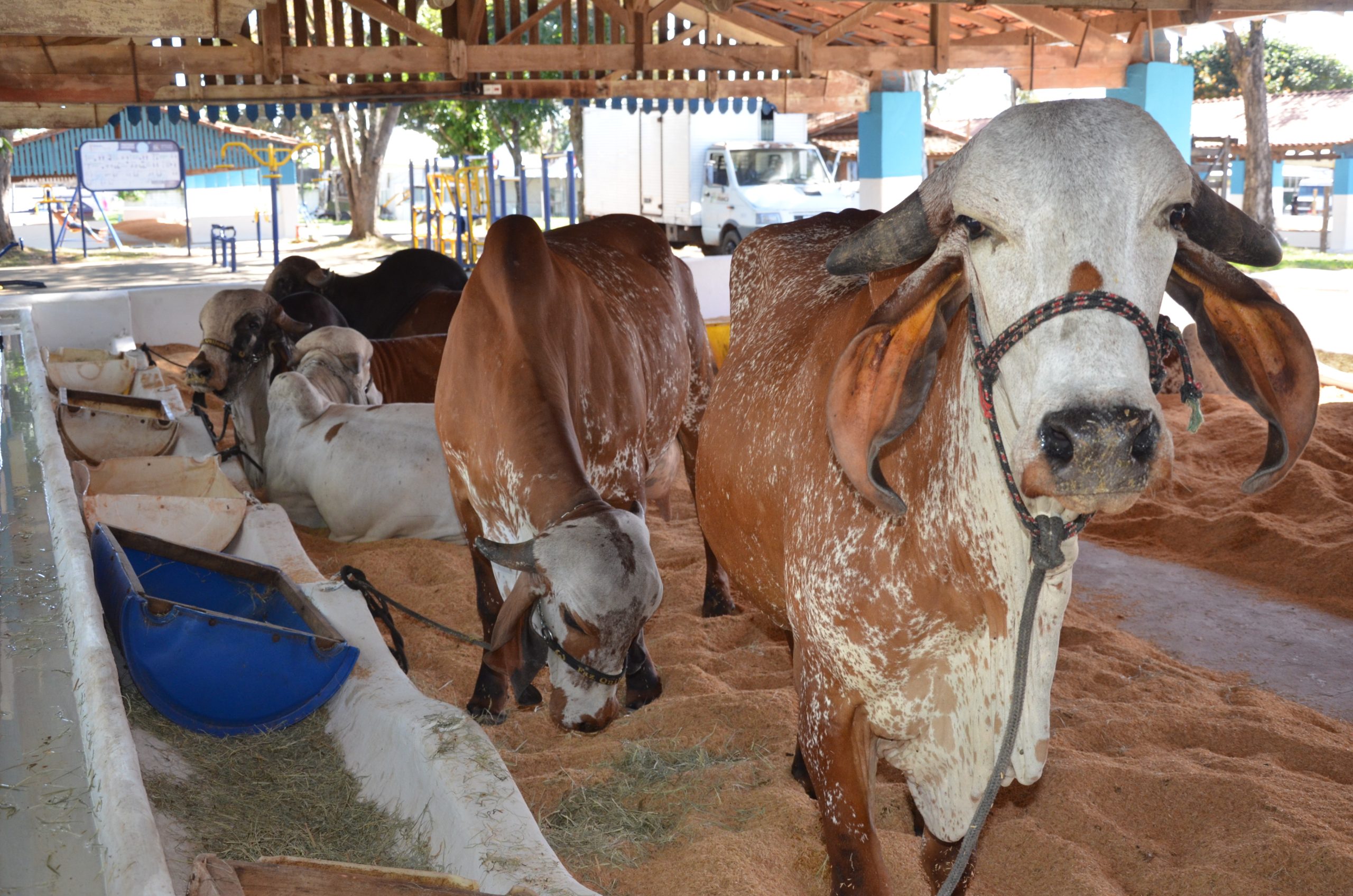 Expoagro 2023 já começou com animais, shows e alteração no trânsito