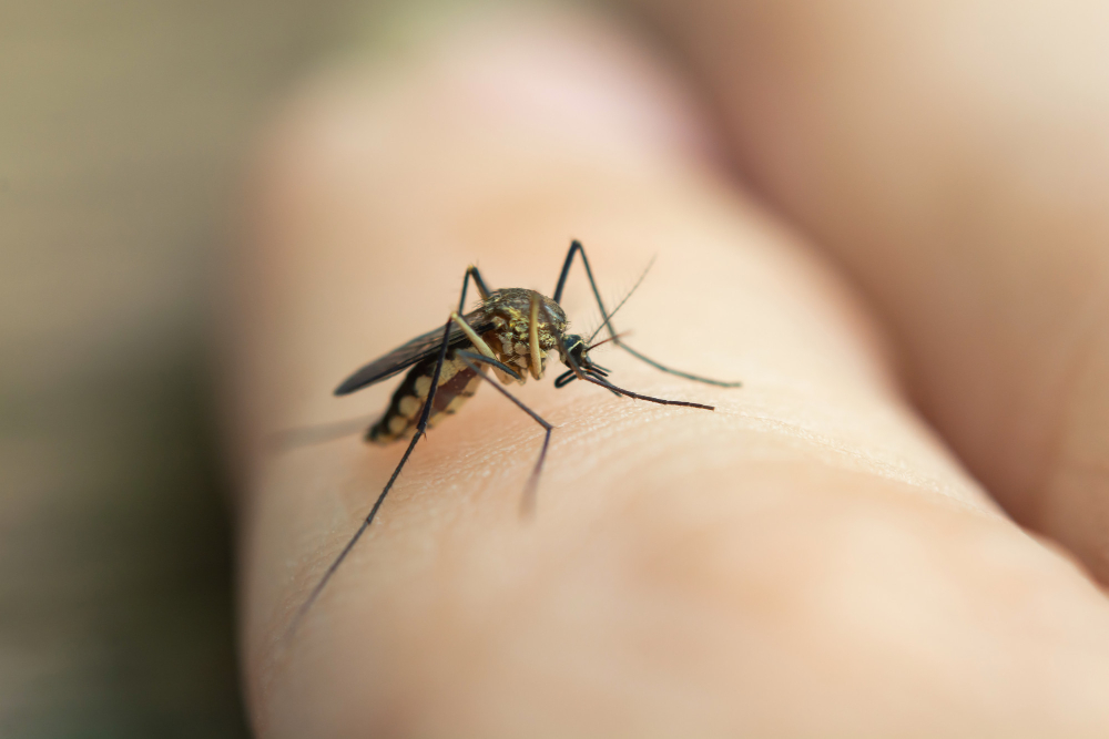 Veja se é do seu sangue que os mosquitos gostam; eles têm um tipo preferido