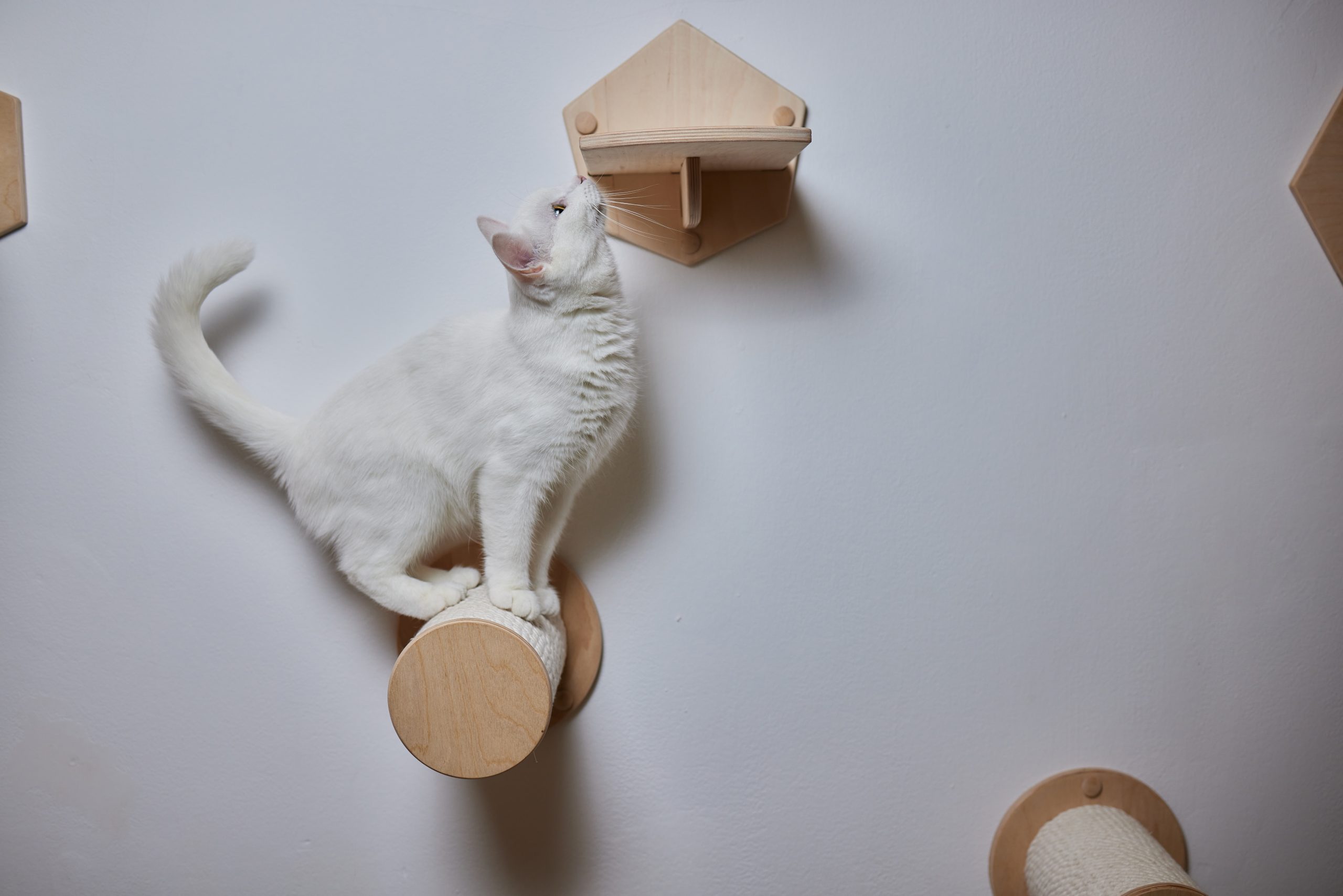 Saiba quais são os 10 sinais de que o seu gato é feliz e dicas para deixá-lo assim