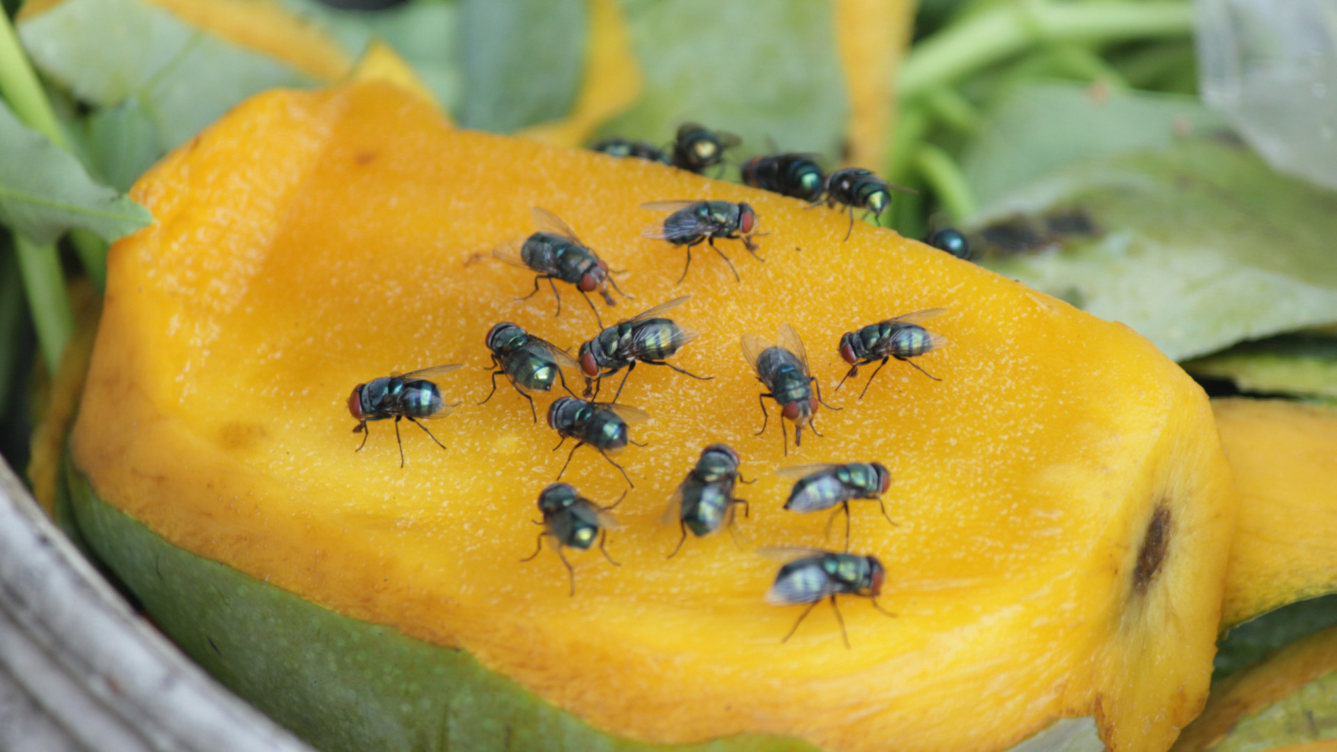 Mosquitinhos nas frutas? Veja plantas que espantam esses danados!