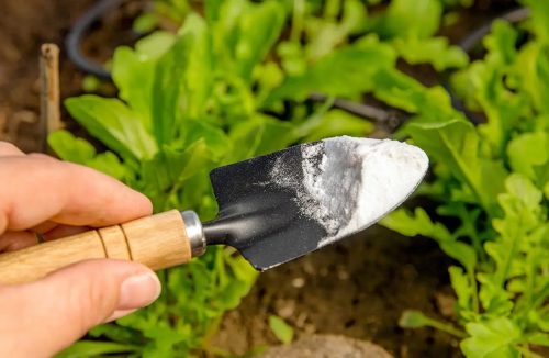 Saiba como obter resultados incríveis no seu jardim usando bicarbonato de sódio - Jornal da Franca