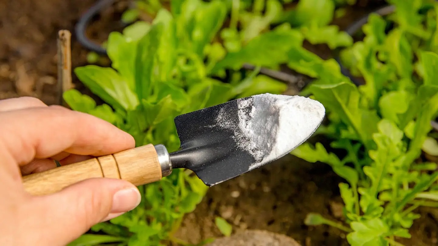Saiba como obter resultados incríveis no seu jardim usando bicarbonato de sódio