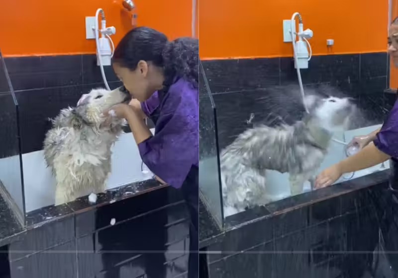 Banho de Husky vira uma farra e uma operação de guerra, batendo 2 milhões de acessos