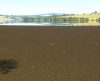 Aguapés marrons estão encobrindo parte do Lago de Peixoto, na região de Cássia - Jornal da Franca