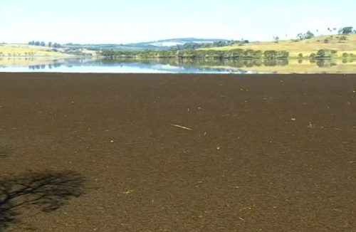 Aguapés marrons estão encobrindo parte do Lago de Peixoto, na região de Cássia - Jornal da Franca