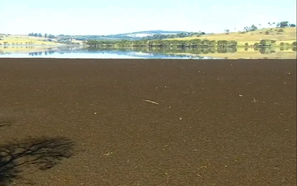Aguapés marrons estão encobrindo parte do Lago de Peixoto, na região de Cássia