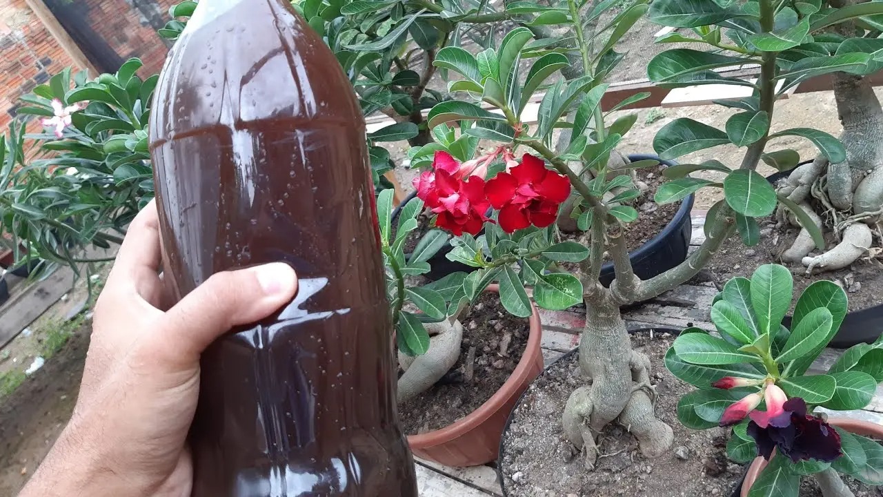 Como recuperar uma planta morta com a mistura revitalizante de feijão e pó de café