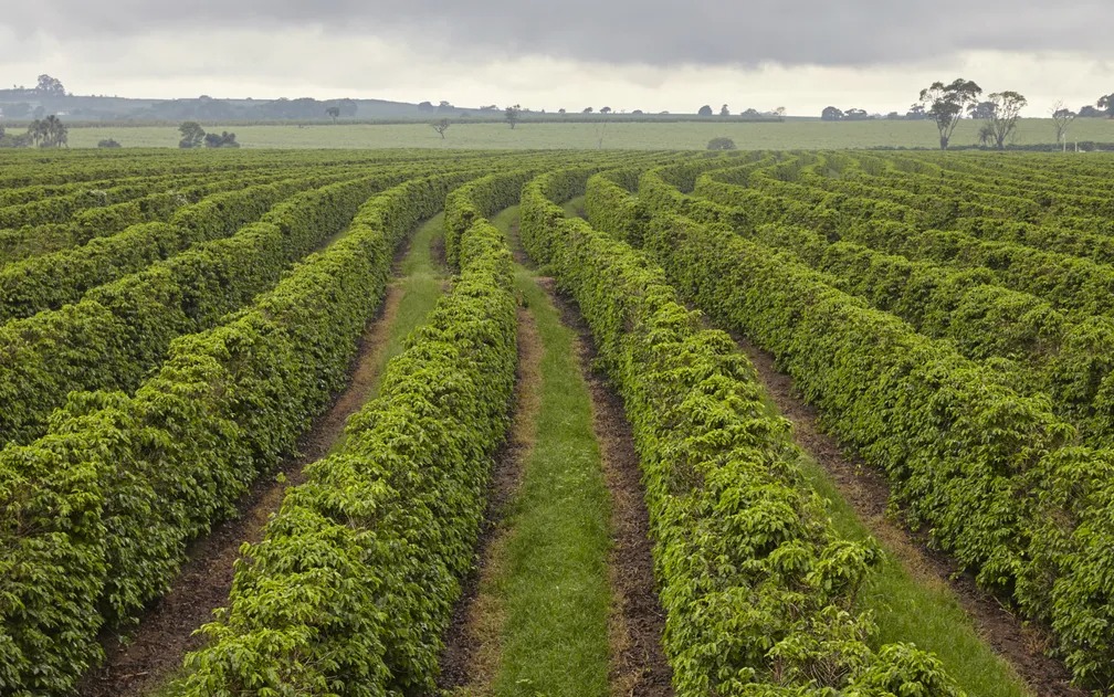 Mais cidades mineiras produtoras de café recebem Indicação Geográfica da Alta Mogina